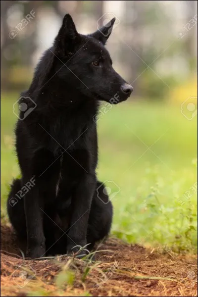 Tu trouves un chien abandonné, que fais-tu ?