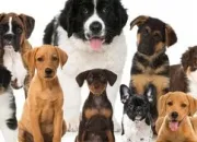 Quiz Le grand quiz des chiots