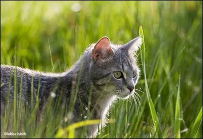 Imagine que tu es un chaton nommé Petit Ruisseau et que tu as une sœur, Petite Brindille. Qu'aimez-vous faire tous les deux ?