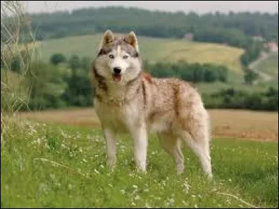 Magnifique ! Quelle est cette race de chien ?