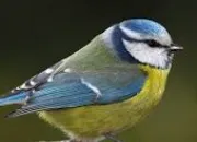 Quiz Quelle est cette race d'oiseaux ?