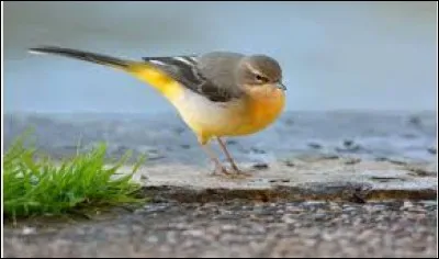 Quelle est cette race d'oiseaux ?