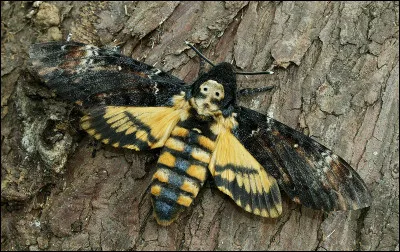 Regardez bien ce papillon et trouvez la bonne réponse !