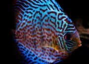 Quiz Quizz univers de l'aquariophilie dbutant