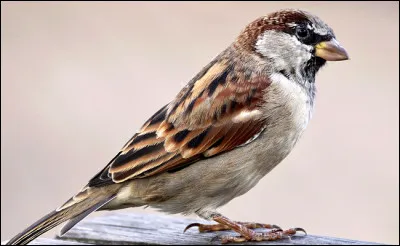 Quand j'étais enfant, ce petit oiseau était présent partout, domestique ou friquet, il colonisait les champs, les villes, les parcs et jardins, à tel point que l'on n'y faisait plus attention, aujourd'hui il disparaît !