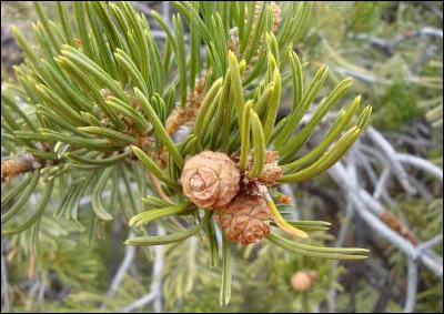 Les aiguilles de pin poussent par grappes que l'on appelle :