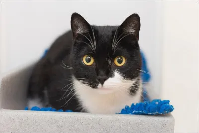 À quel moment, du jour ou de la nuit, un chat voit-il flou de loin et mal de près ?