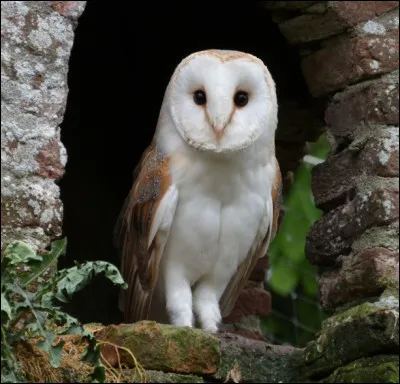 Ce hibou essentiellement blanc est parfois appelé la "chouette à visage de singe". Quel est son nom ?