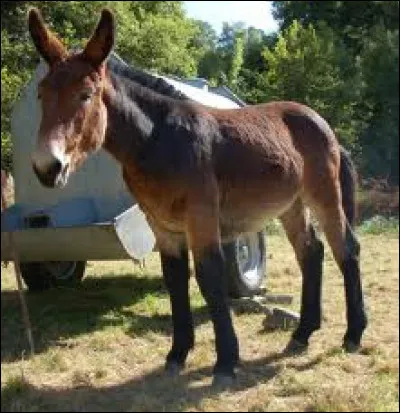 Attention ceci est un QCM, il y a toujours une ou deux réponses par question mais jamais plus !
Quels animaux sont engendrés par un âne et une jument ?