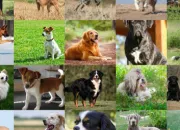 Quiz tes-vous le vrai PRO des chiens ?