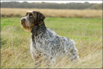 Quelle est cette race de chien ?