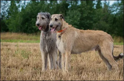 Ces deux lévriers sont de la même race. Laquelle ?