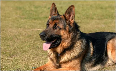 Quelle est la race de ce chien ?