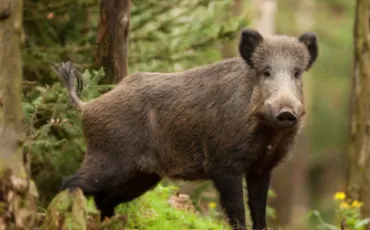 Quiz Animaux