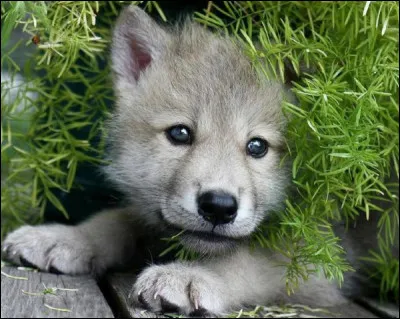 Comment se nomme le bébé loup ?