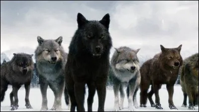 Comment s'appelle le chef de la meute des loups-garous ?