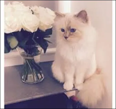 Quelle est la race de Choupette la chatte qui appartenait à Karl Lagerfield ?