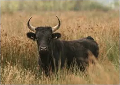 Quelle est cette race bovine française à la robe noire ?