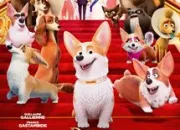 Quiz Royal Corgi