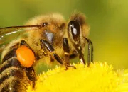 Quiz Les abeilles