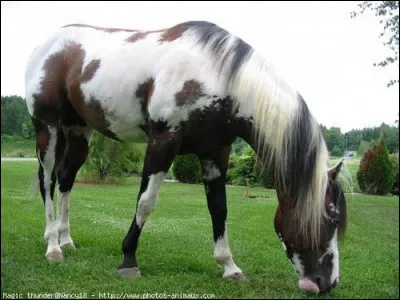 Smarties, un cheval que tu montes depuis quelque temps, t'ennuie : il ne donne jamais le meilleur de lui-même, c'est le seul cheval de l'écurie qui fait ça. Tu dois systématiquement utiliser ta cravache et tu aimerais que ça change. Nomme des solutions.