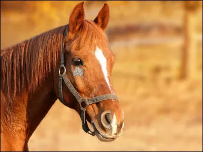 Quelle race de cheval n'existe pas ?