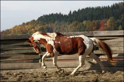 Quelle est la robe de ce cheval ?