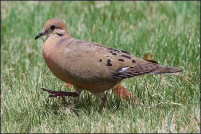 On me retrouve très souvent dans les jardins, qui suis-je ?