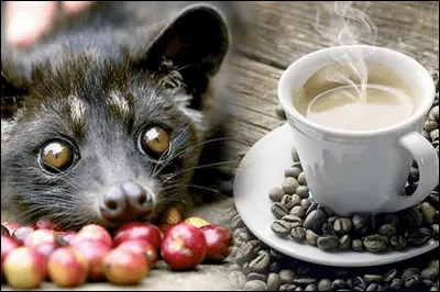 Avec un prix dépassant les 1000 dollars le kilo, le Kopi Luwak est le café le plus cher du monde. Quelle est sa particularité ?