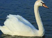 Quiz Le chant du cygne