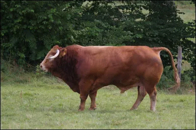 Le rouge énerve les taureaux.