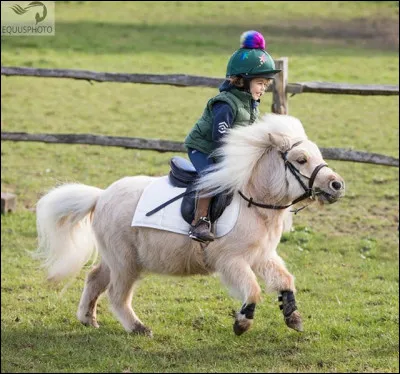 Quel équipement doit obligatoirement avoir un cavalier quand il monte à cheval ?