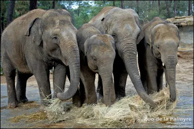 Trouvez le bon continent grâce aux animaux de la photo !