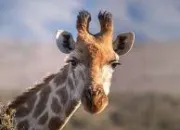 Quiz La girafe dans tous ses tats !