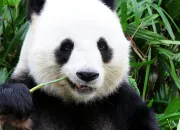 Quiz Connais-tu les pandas ?