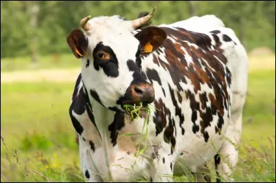 Quelle est la race de cette vache ?