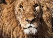 Quiz Un animal - le lion