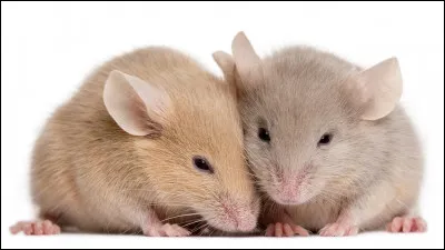 Vous connaissez tous les souris de nos greniers, mais connaissez-vous la taille de la souris pygmée originaire d'Afrique (sans la queue) ?