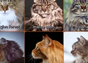 Quiz Norvgien, main coon ou sibrien ?