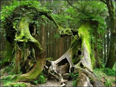 Où se trouve la forêt mythique de Brocéliande ?