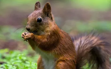 Quiz Animaux