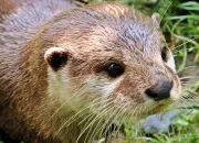 Quiz Un animal - La loutre