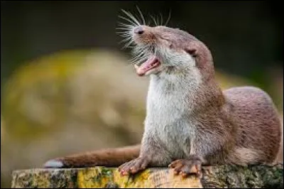 Combien de dents a la loutre ?