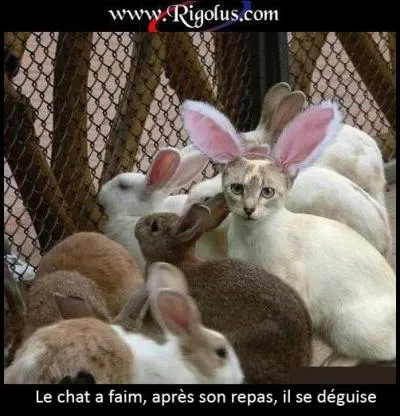 Le chat est déguisé en :