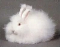 Quelle est la race de ce lapin ?