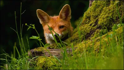 Combien de temps vit le renard roux ?