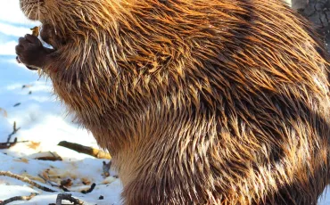 Quiz Animaux