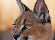 Quiz Un animal - Le caracal