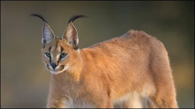 Un caracal mâle pèse environ...