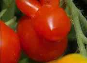 Quiz Fruits et lgumes dguiss (en anglais)